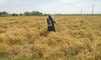 انتقال مامن سن غلات از علف های هرز مزارع زعفران به مزارع گندم در زاوه